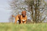 DOGUE DE BORDEAUX 128